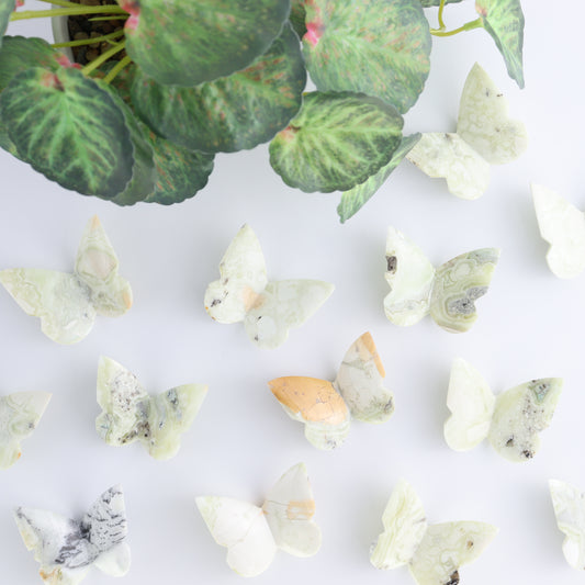 One Green Maligano Butterfly