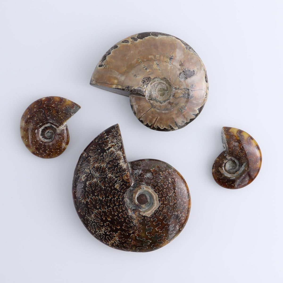 Ammonite Shells Set of 4
