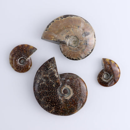 Ammonite Shells Set of 4