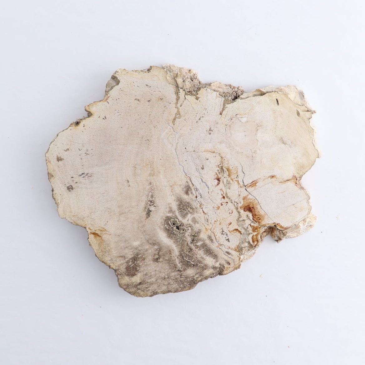 Petrified Wood Slices & Slabs Set of 4 - Expert Wholesale and Supplier of Wholesale Crystals & Bulk Gemstones, ["Freeforms","Indonesia","Petrified Wood","Slices and Slabs"]