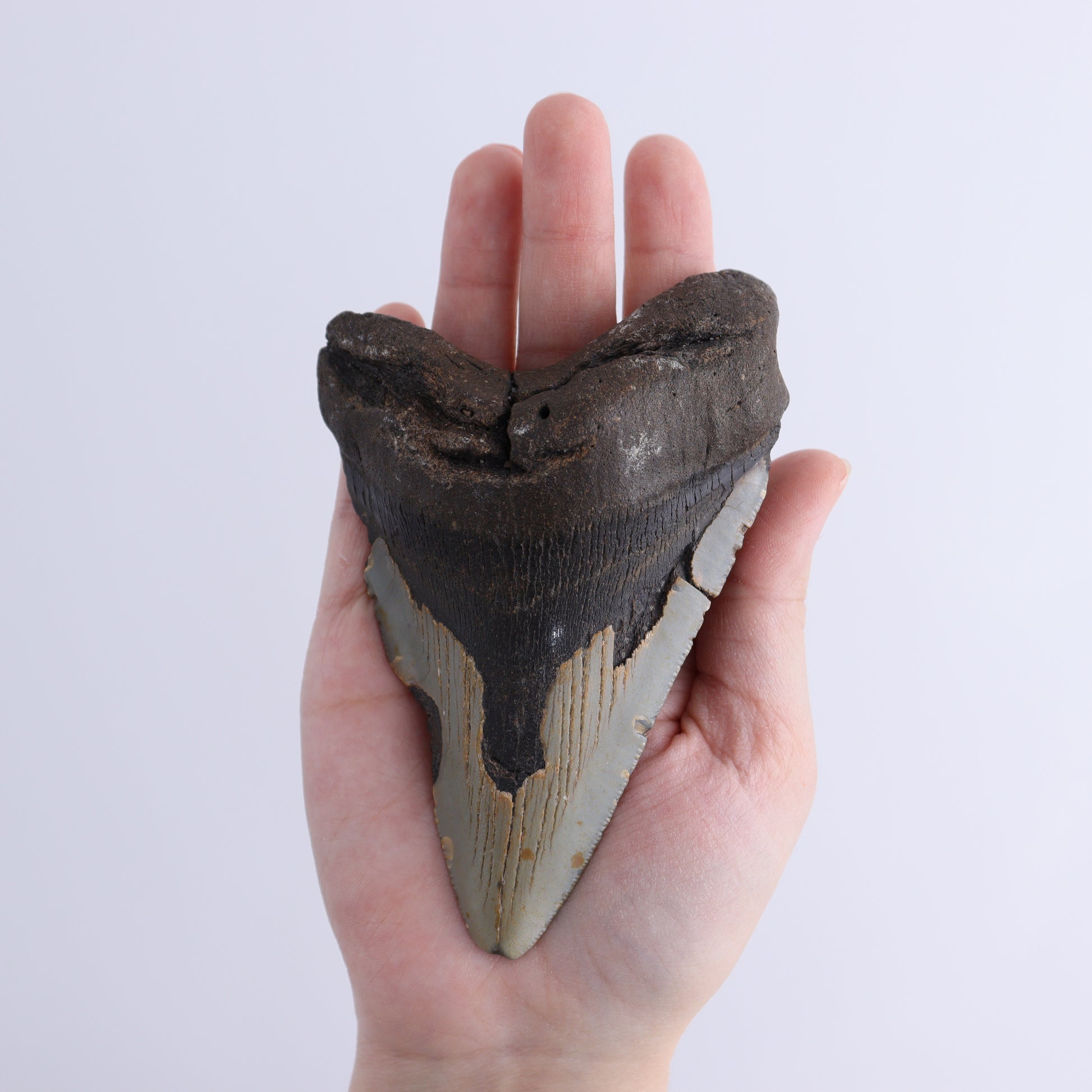 Megalodon Teeth Set of 2 - Expert Wholesale and Supplier of Wholesale Crystals & Bulk Gemstones, ["Megalodon Teeth","United States"]