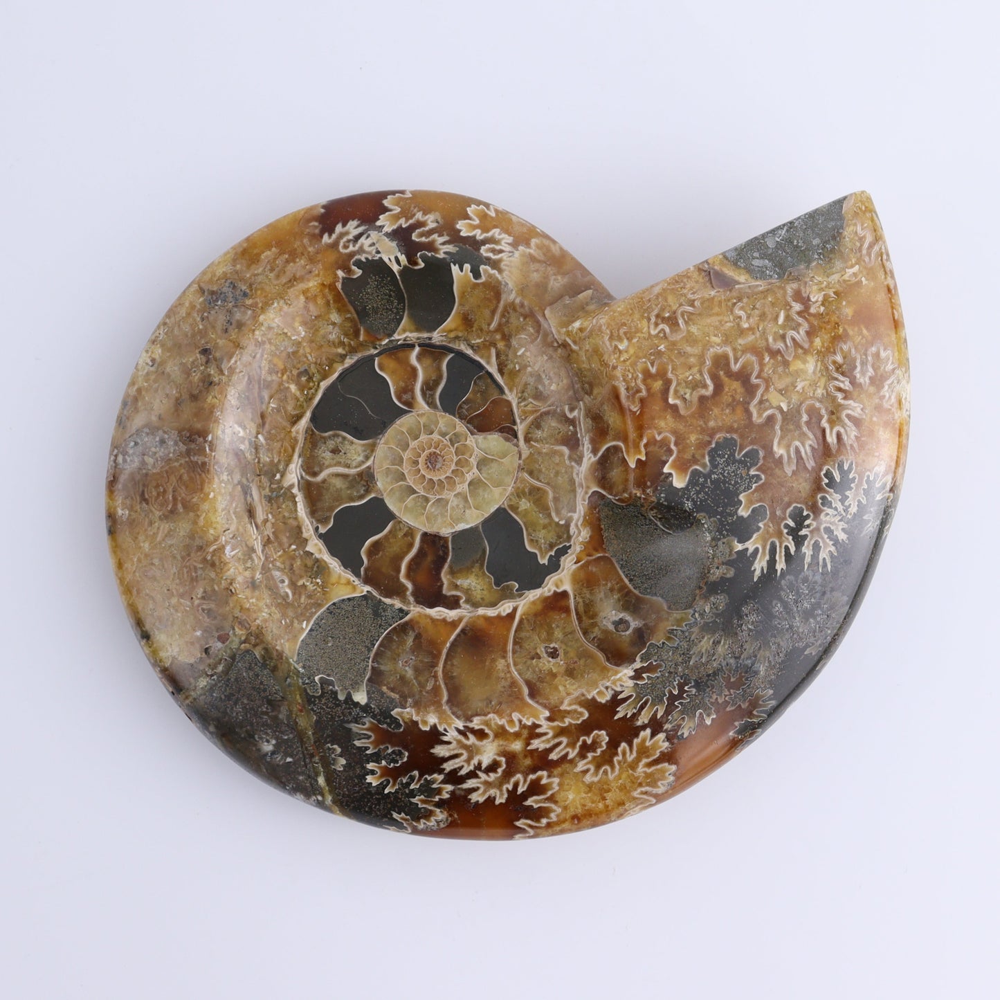 Ammonite Bowls Set of 2 - Expert Wholesale and Supplier of Wholesale Crystals & Bulk Gemstones, ["Ammonite","close_30","Madagascar","shells"]