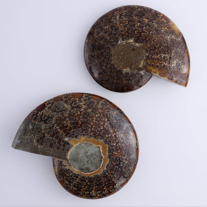 Ammonite Shell Set of 2 - Expert Wholesale and Supplier of Wholesale Crystals & Bulk Gemstones, ["Ammonite","shells"]
