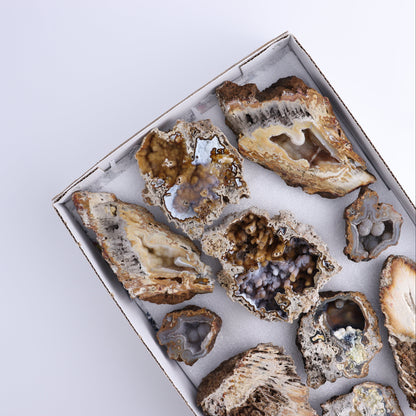 Agatized Coral Flat - Expert Wholesale and Supplier of Wholesale Crystals & Bulk Gemstones, ["Agate","Agatized Coral","Coral","United States"]