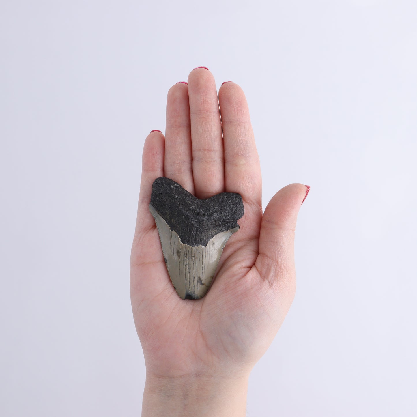 Megalodon Teeth Set of 6 - Expert Wholesale and Supplier of Wholesale Crystals & Bulk Gemstones, ["Megalodon Teeth","United States"]