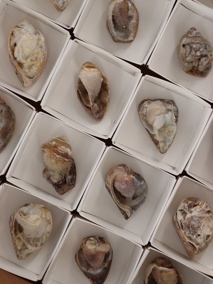 Fossil Shell Flat Set of 20 - Expert Wholesale and Supplier of Wholesale Crystals & Bulk Gemstones, []