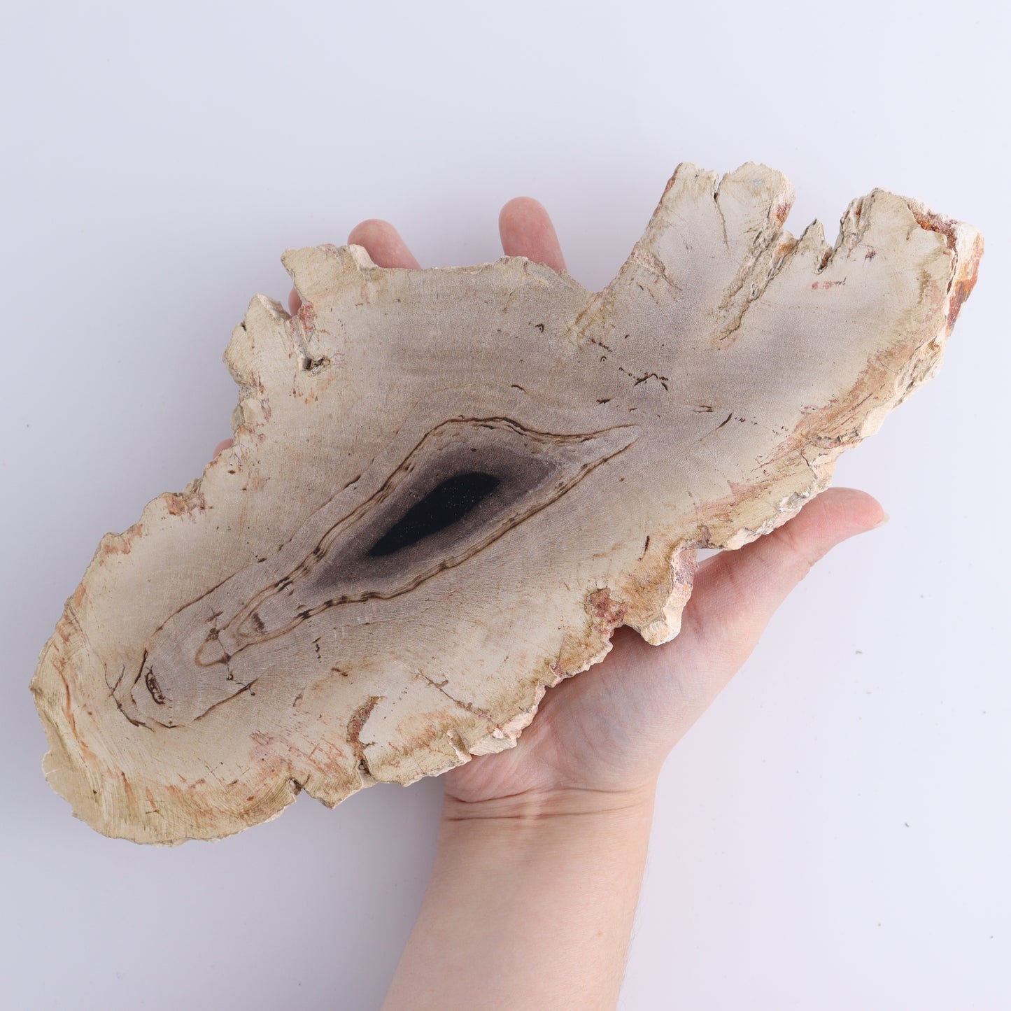 Petrified Wood Slices & Slabs Set of 3 - Expert Wholesale and Supplier of Wholesale Crystals & Bulk Gemstones, ["Freeforms","Indonesia","Petrified Wood","Slices and Slabs"]