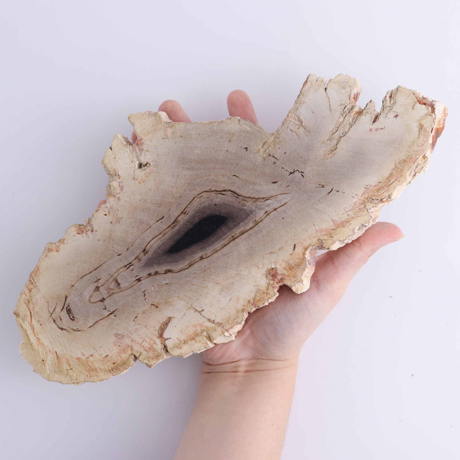 Petrified Wood Slices & Slabs Set of 3 - Expert Wholesale and Supplier of Wholesale Crystals & Bulk Gemstones, ["Freeforms","Indonesia","Petrified Wood","Slices and Slabs"]