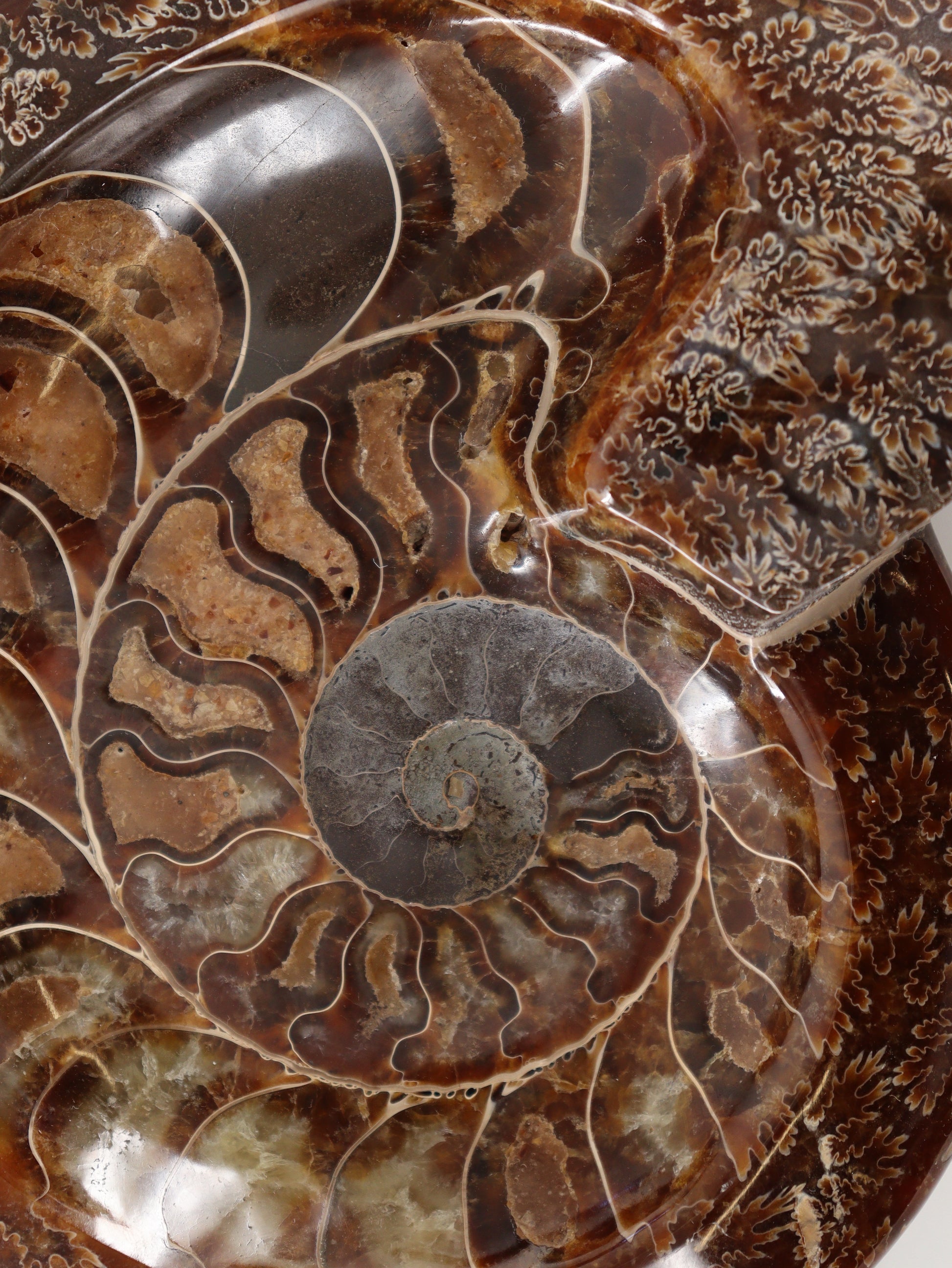 Ammonite Bowl - Expert Wholesale and Supplier of Wholesale Crystals & Bulk Gemstones, []