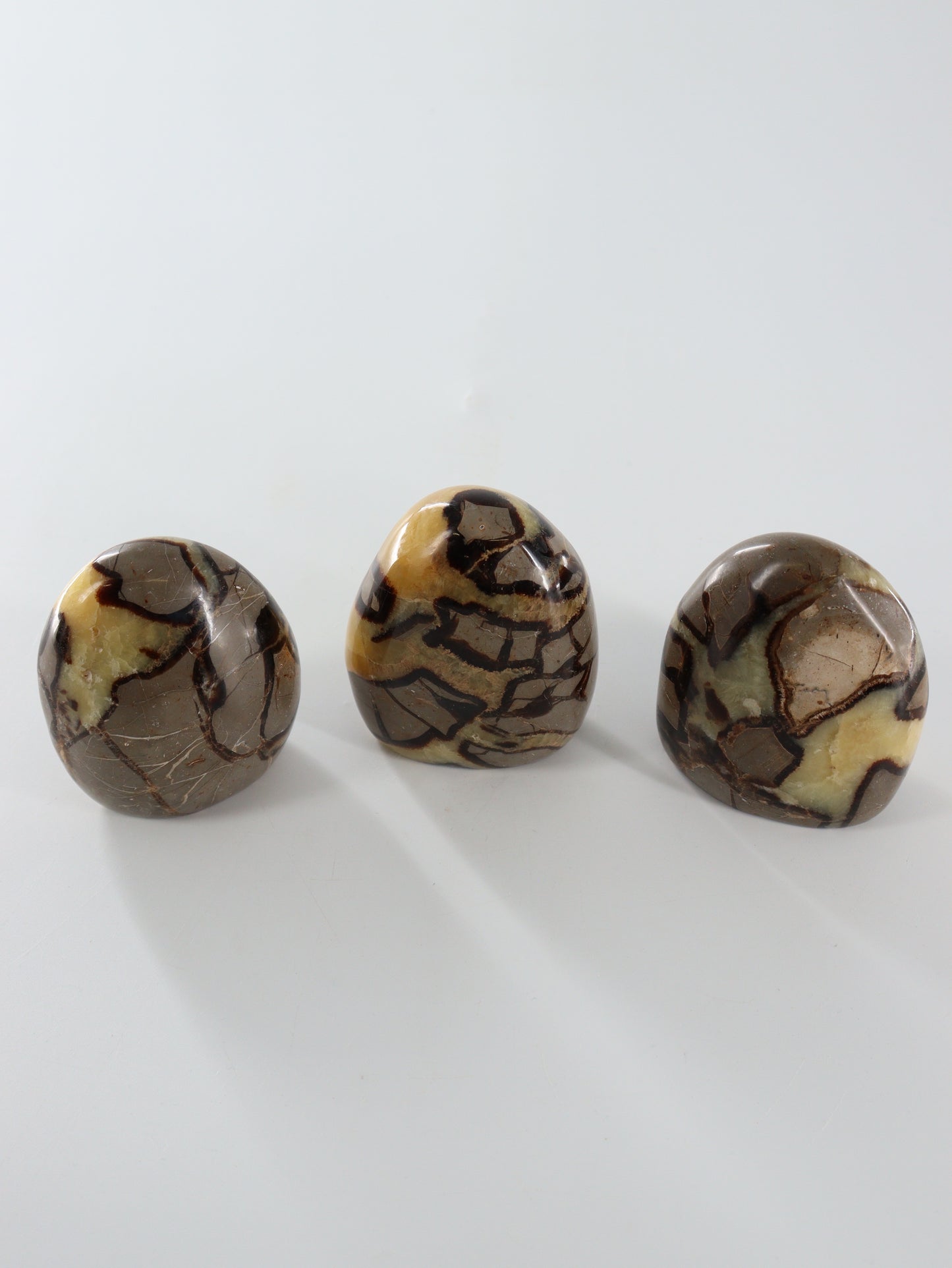 Septarian Freeforms Set of 12 - Expert Wholesale and Supplier of Wholesale Crystals & Bulk Gemstones, []