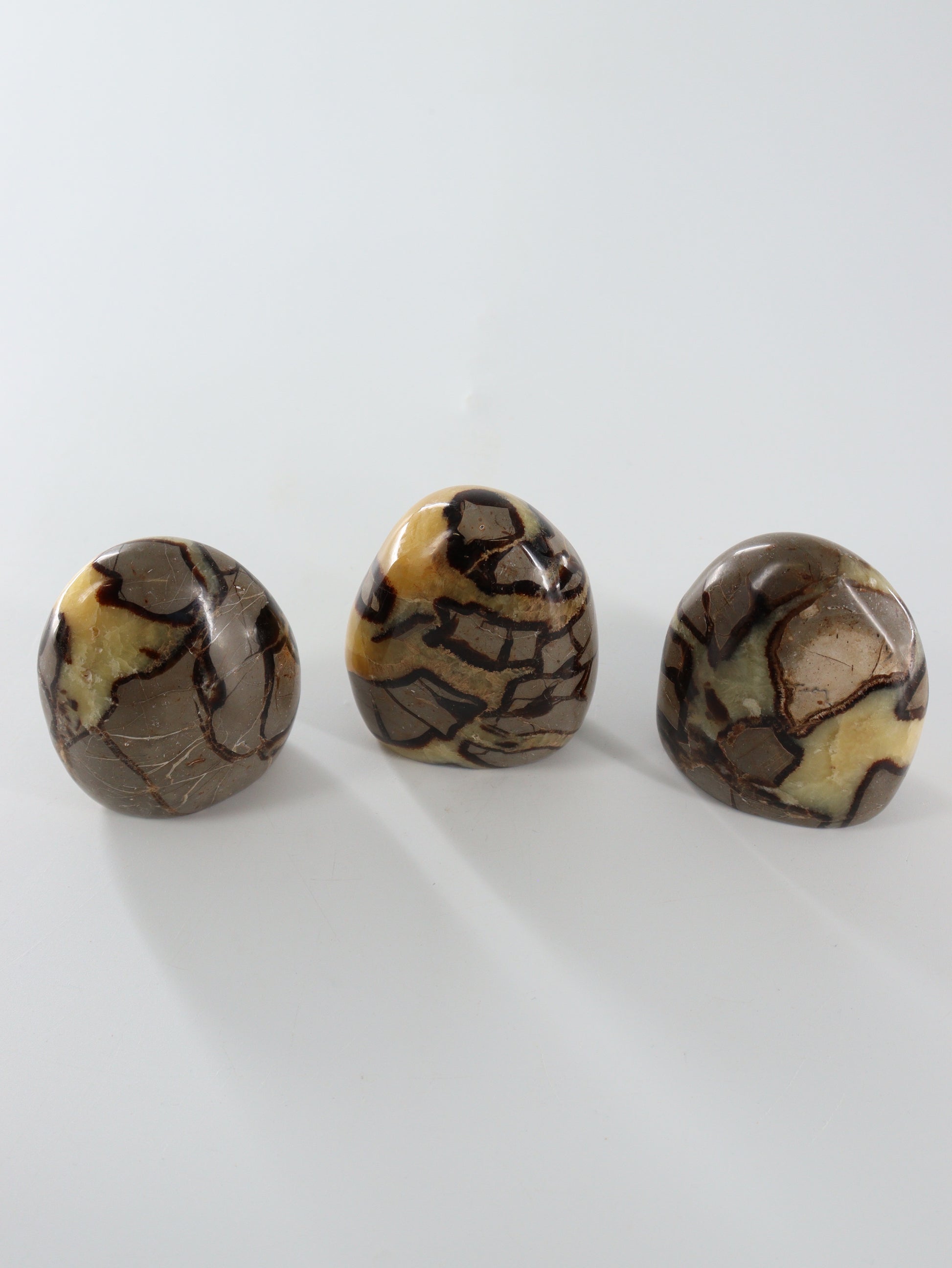 Septarian Freeforms Set of 12 - Expert Wholesale and Supplier of Wholesale Crystals & Bulk Gemstones, []