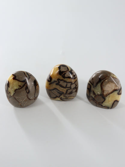 Septarian Freeforms Set of 12 - Expert Wholesale and Supplier of Wholesale Crystals & Bulk Gemstones, []