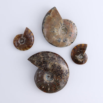 Ammonite Shells Set of 4