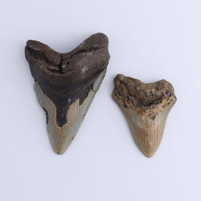 Megalodon Teeth Set of 2 - Expert Wholesale and Supplier of Wholesale Crystals & Bulk Gemstones, ["Megalodon Teeth","United States"]