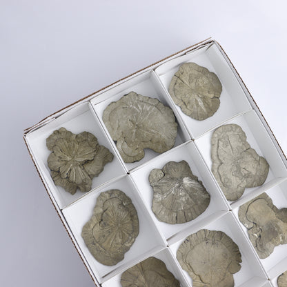 Pyrite Suns Flat of 12 - Expert Wholesale and Supplier of Wholesale Crystals & Bulk Gemstones, ["Pyrite","Suns","United States"]