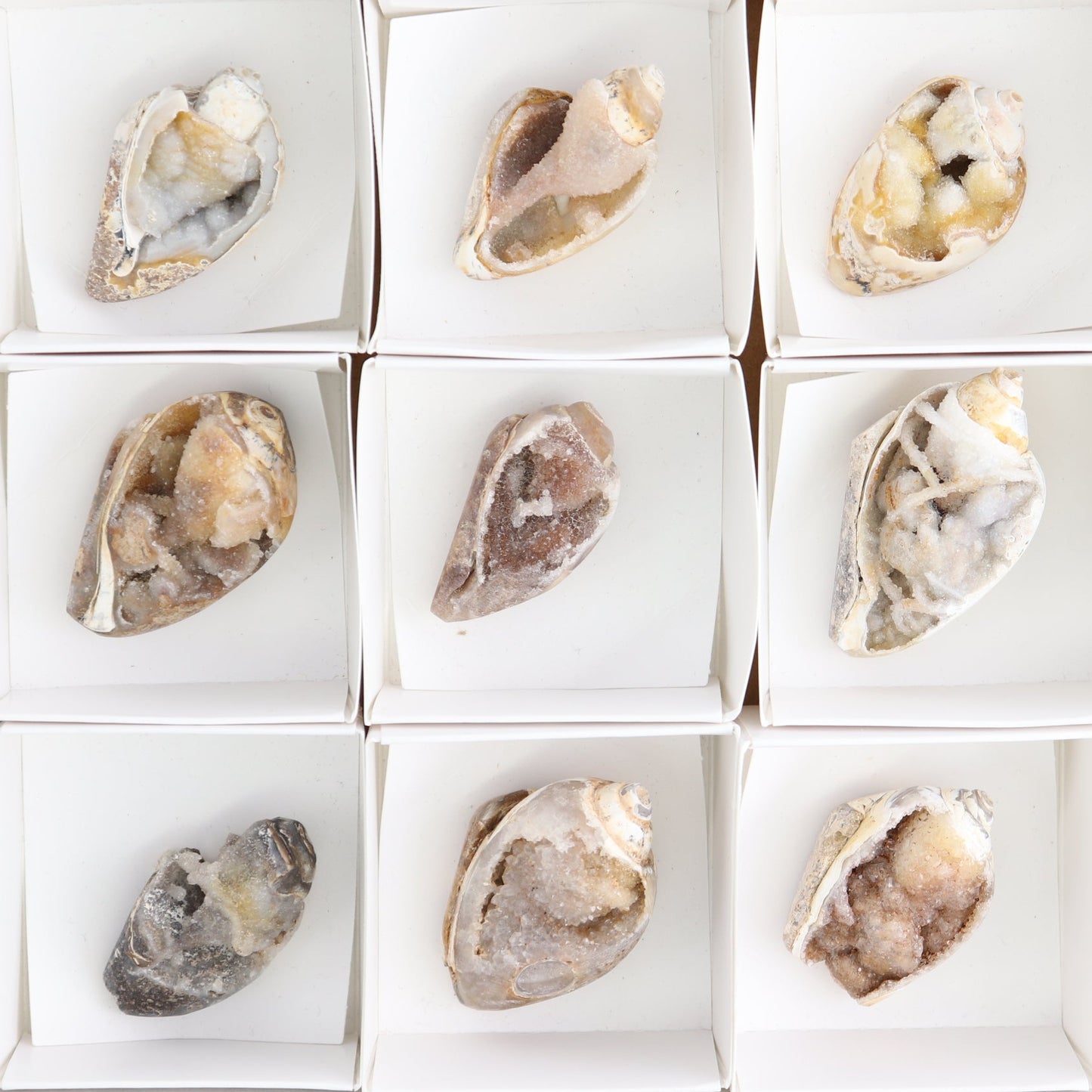 Crystalized Shells Set of 15
