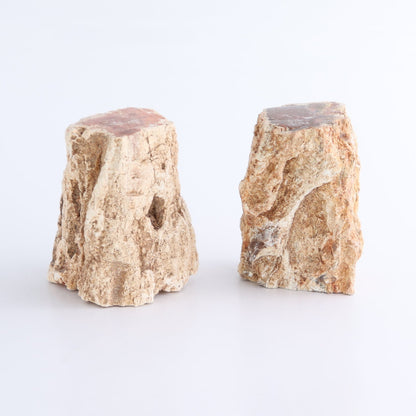 Petrified Wood Cut Bases Set of 8