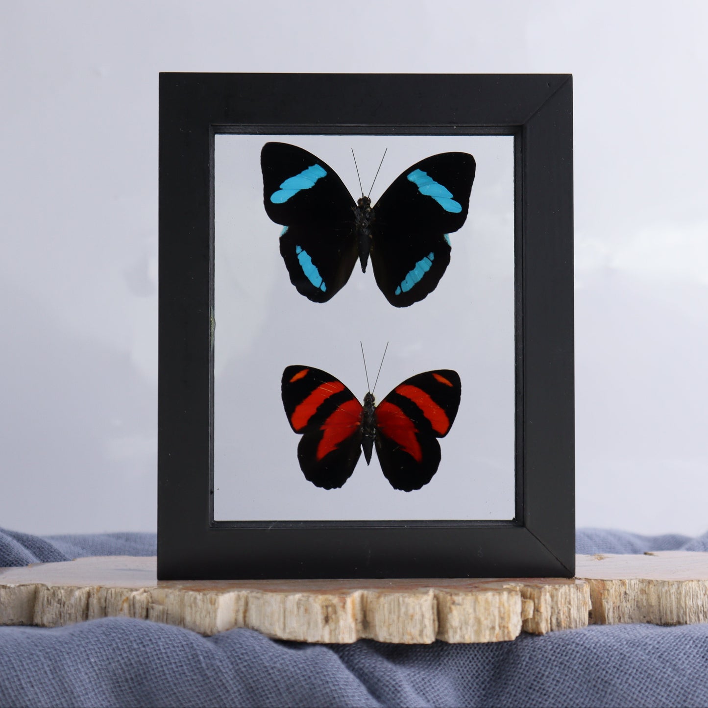 Butterfly Specimens Shadowbox Set of 5 - Expert Wholesale and Supplier of Wholesale Crystals & Bulk Gemstones, ["Butterflies","Butterfly Specimens","Peru","Shadowbox"]