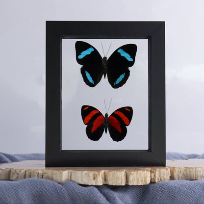 Butterfly Specimens Shadowbox Set of 5 - Expert Wholesale and Supplier of Wholesale Crystals & Bulk Gemstones, ["Butterflies","Butterfly Specimens","Peru","Shadowbox"]