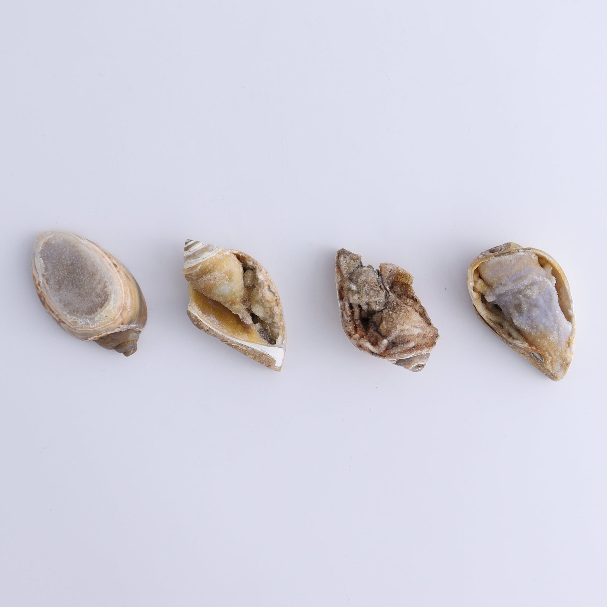 Crystalized Shells Set of 12 - Expert Wholesale and Supplier of Wholesale Crystals & Bulk Gemstones, ["Crystalized Shell","India","shell","shells"]