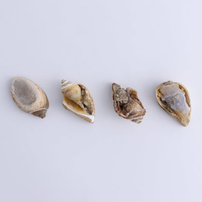 Crystalized Shells Set of 12 - Expert Wholesale and Supplier of Wholesale Crystals & Bulk Gemstones, ["Crystalized Shell","India","shell","shells"]