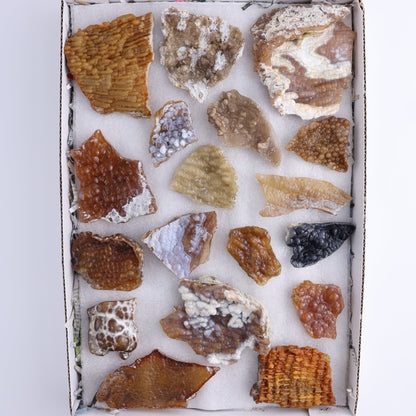 Agatized Coral Flat - Expert Wholesale and Supplier of Wholesale Crystals & Bulk Gemstones, ["Agate","Agatized Coral","Coral","United States"]