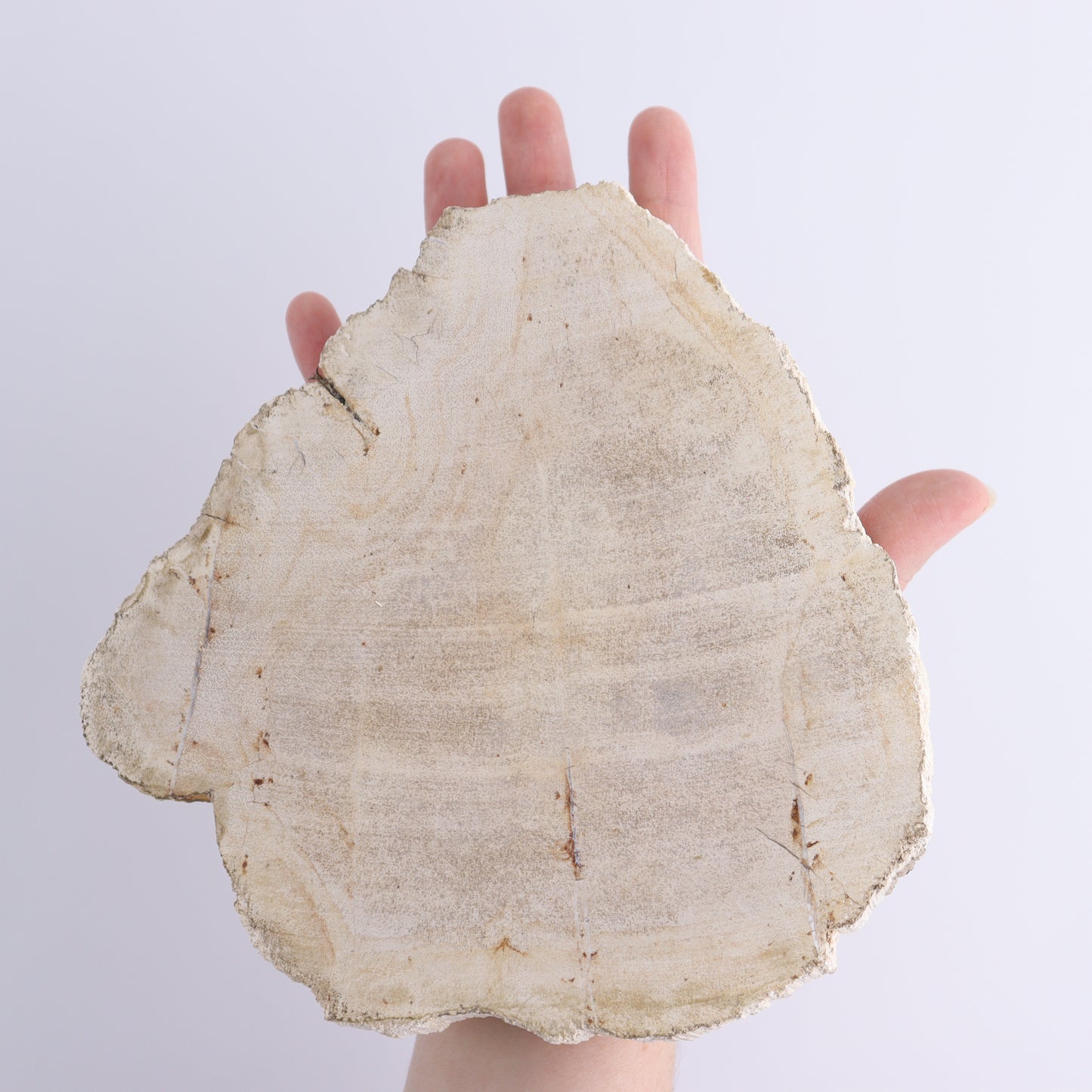 Petrified Wood Slices & Slabs Set of 3 - Expert Wholesale and Supplier of Wholesale Crystals & Bulk Gemstones, ["Freeforms","Indonesia","Petrified Wood","Slices and Slabs"]