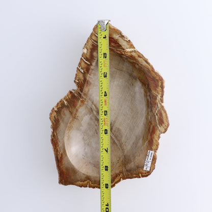 One Petrified Wood Brown Rough Bowl