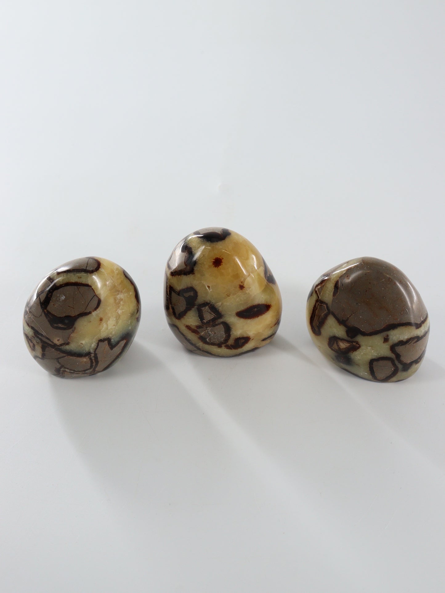 Septarian Freeforms Set of 12 - Expert Wholesale and Supplier of Wholesale Crystals & Bulk Gemstones, []