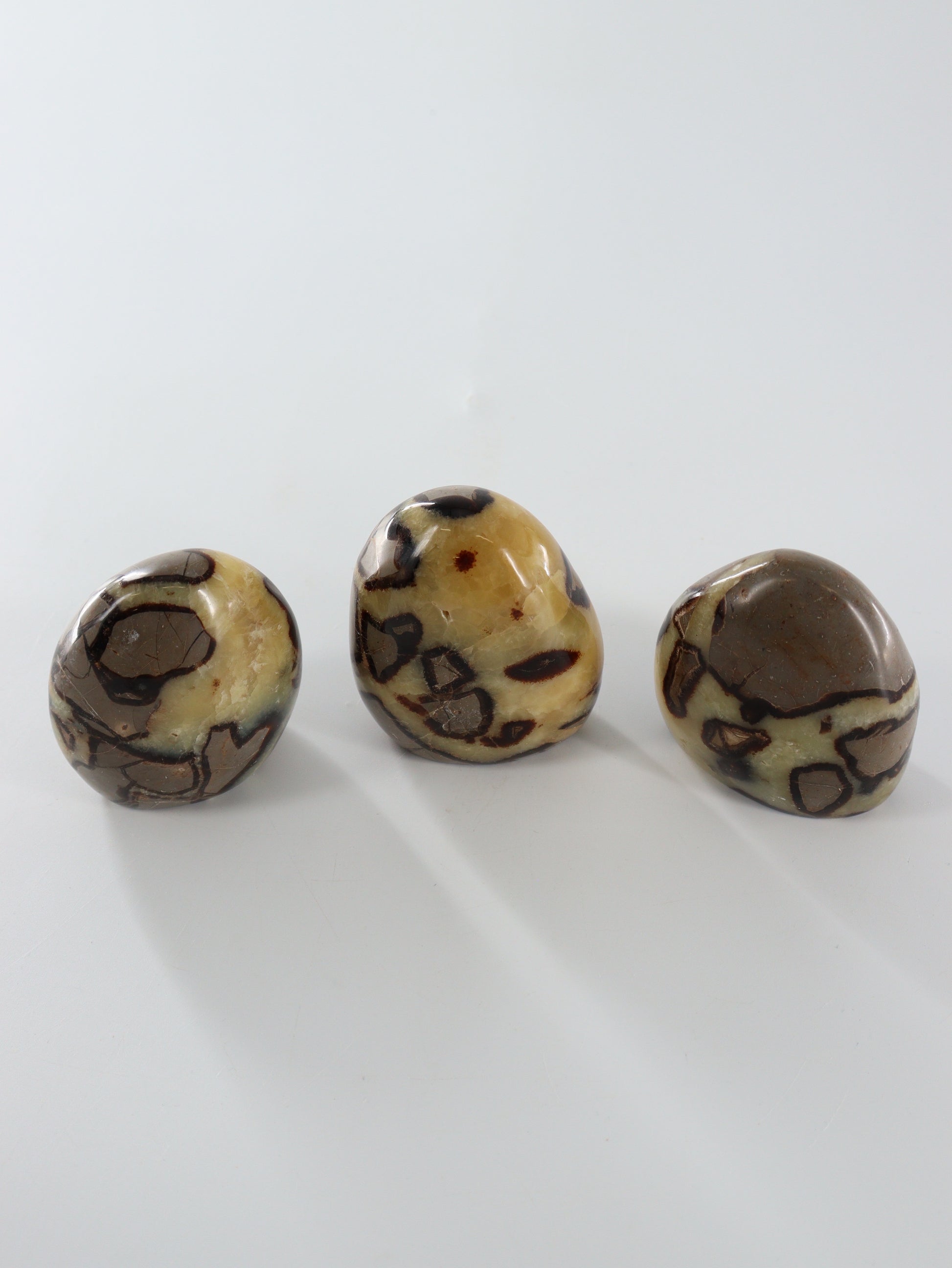 Septarian Freeforms Set of 12 - Expert Wholesale and Supplier of Wholesale Crystals & Bulk Gemstones, []
