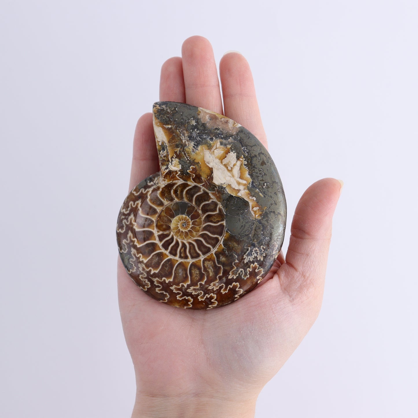 Ammonite Bowls Set of 4 - Expert Wholesale and Supplier of Wholesale Crystals & Bulk Gemstones, ["Ammonite","close_30","Madagascar","shells"]