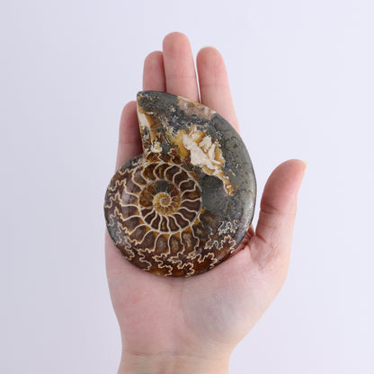 Ammonite Bowls Set of 4 - Expert Wholesale and Supplier of Wholesale Crystals & Bulk Gemstones, ["Ammonite","close_30","Madagascar","shells"]