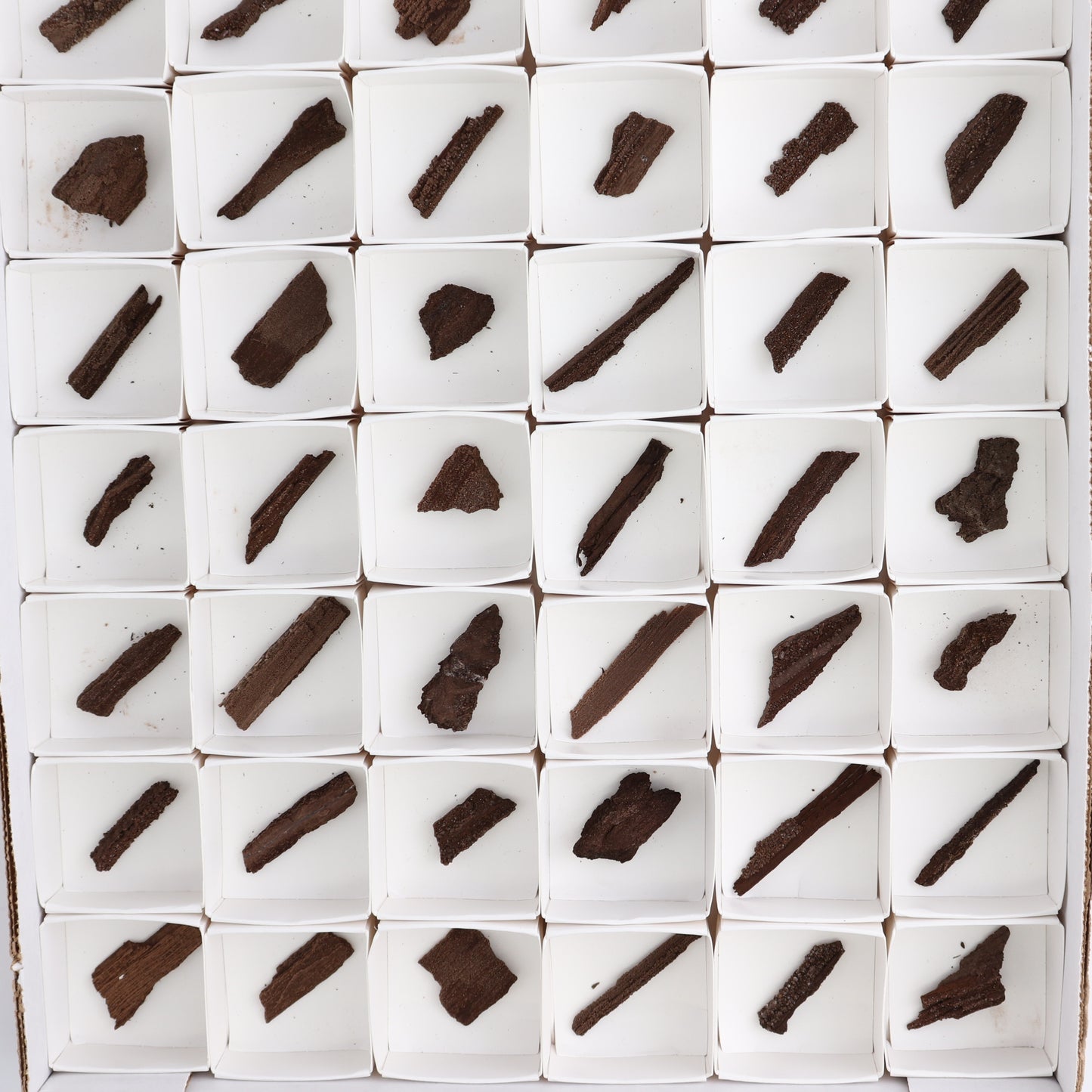 Permineralized Wood Flat of 54