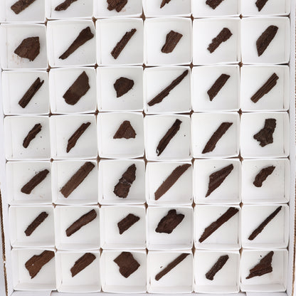 Permineralized Wood Flat of 54