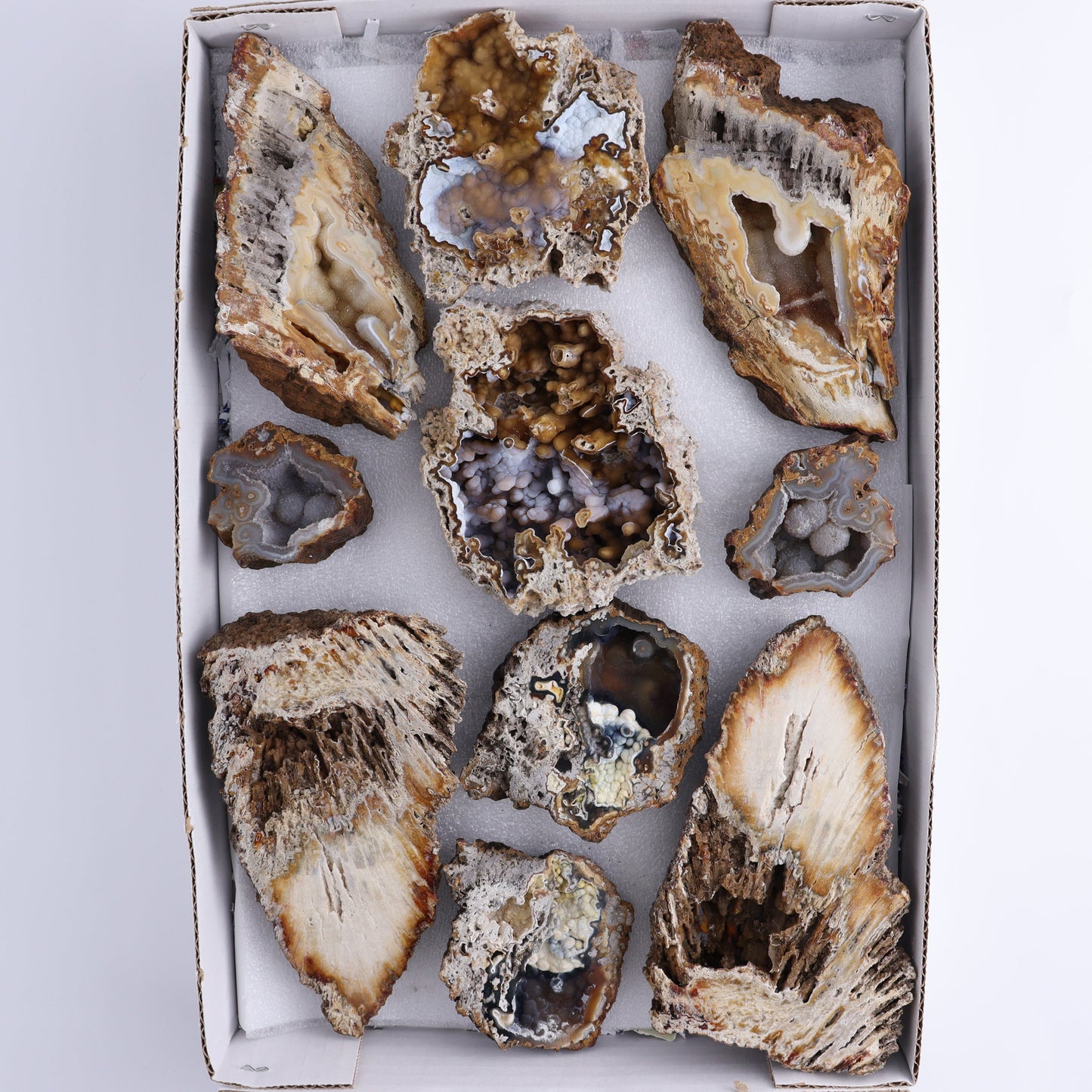 Agatized Coral Flat - Expert Wholesale and Supplier of Wholesale Crystals & Bulk Gemstones, ["Agate","Agatized Coral","Coral","United States"]