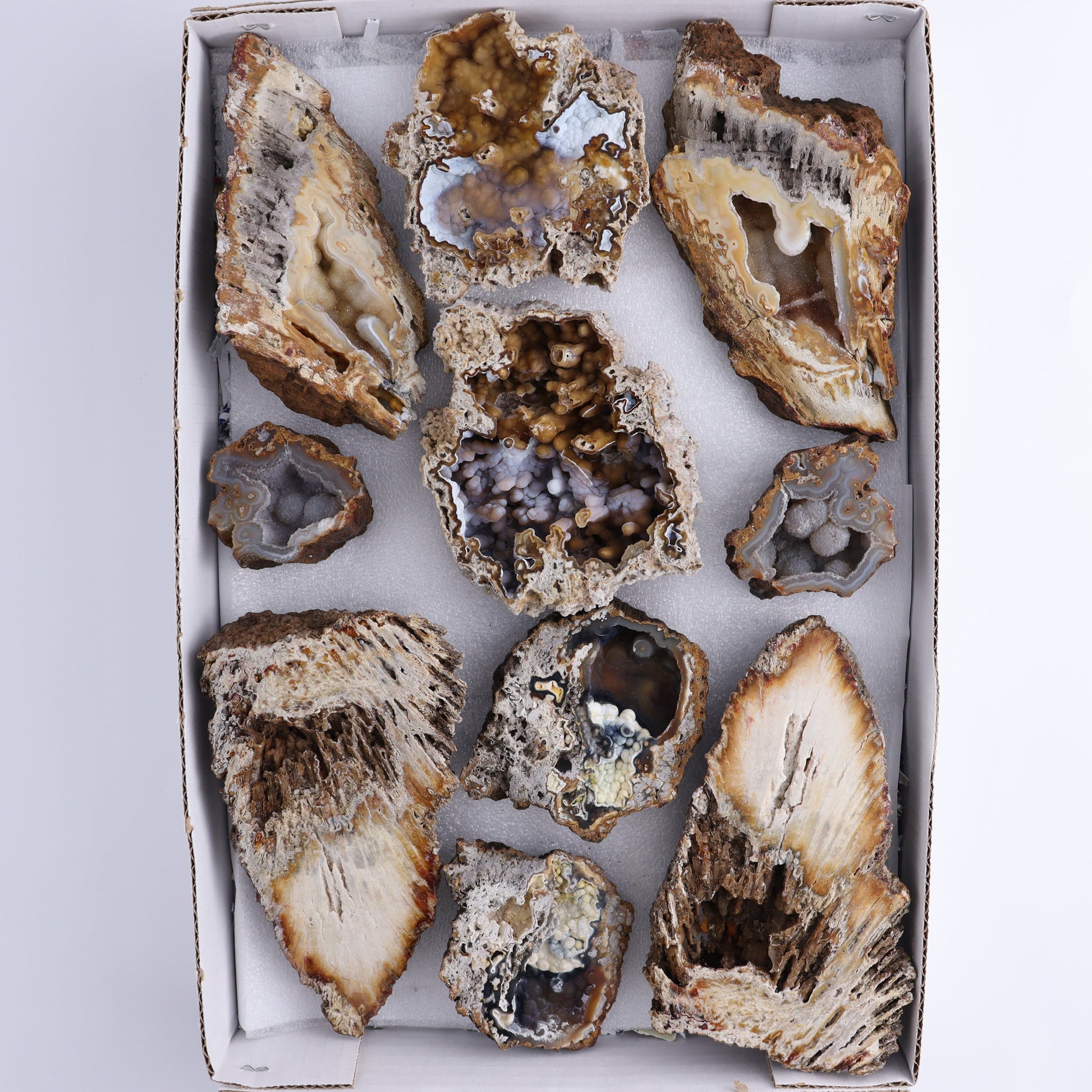 Agatized Coral Flat - Expert Wholesale and Supplier of Wholesale Crystals & Bulk Gemstones, ["Agate","Agatized Coral","Coral","United States"]