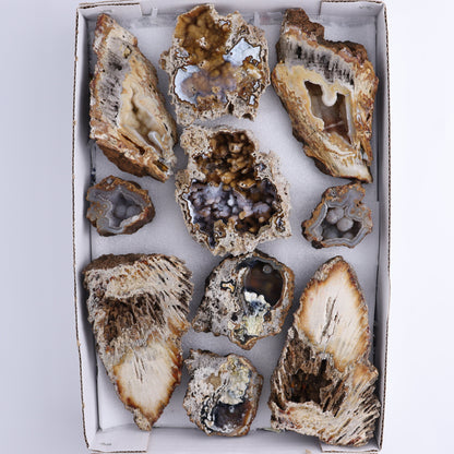 Agatized Coral Flat - Expert Wholesale and Supplier of Wholesale Crystals & Bulk Gemstones, ["Agate","Agatized Coral","Coral","United States"]