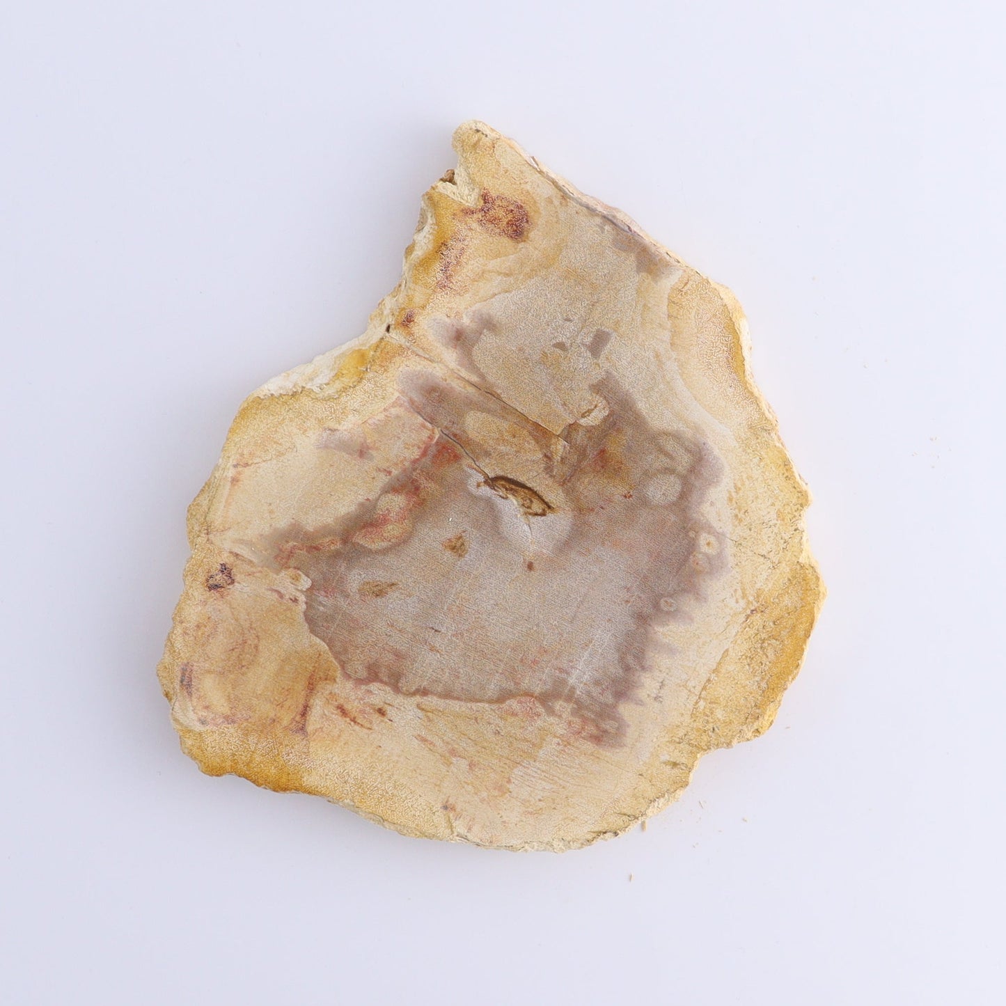 Petrified Wood Slices & Slabs Set of 5 - Expert Wholesale and Supplier of Wholesale Crystals & Bulk Gemstones, ["Freeforms","Indonesia","Petrified Wood","Slices and Slabs"]