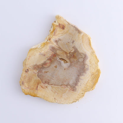 Petrified Wood Slices & Slabs Set of 5 - Expert Wholesale and Supplier of Wholesale Crystals & Bulk Gemstones, ["Freeforms","Indonesia","Petrified Wood","Slices and Slabs"]