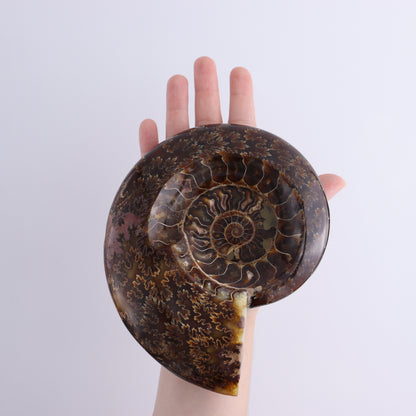 Ammonite Shell Set of 2 - Expert Wholesale and Supplier of Wholesale Crystals & Bulk Gemstones, ["Ammonite","shells"]