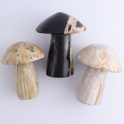Petrified Wood Mushrooms Set of 3 - Expert Wholesale and Supplier of Wholesale Crystals & Bulk Gemstones, ["Indonesia","Mushrooms","Petrified Wood"]