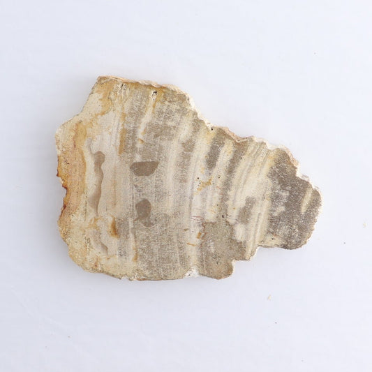Petrified Wood Slices & Slabs Set of 4