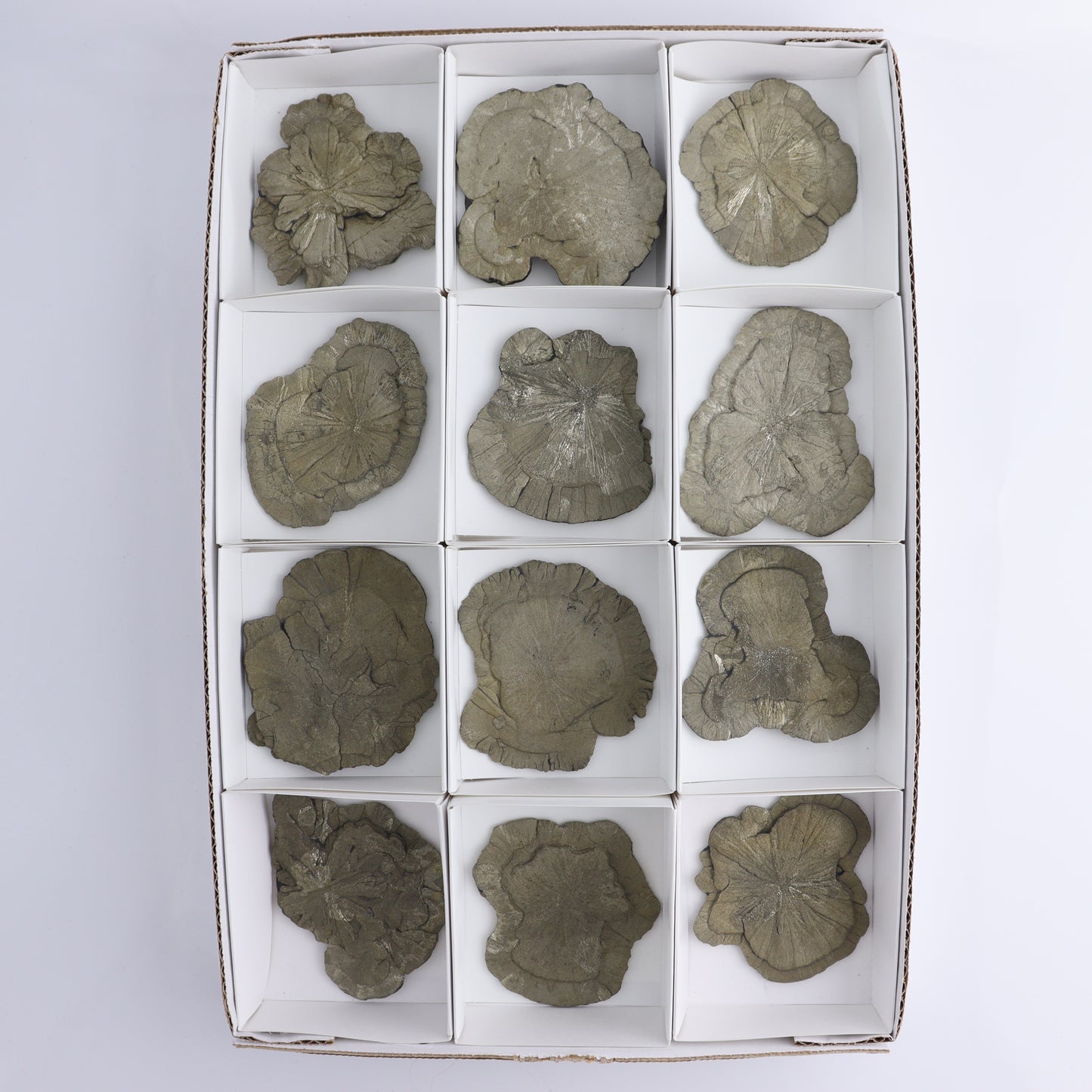 Pyrite Suns Flat of 12 - Expert Wholesale and Supplier of Wholesale Crystals & Bulk Gemstones, ["Pyrite","Suns","United States"]