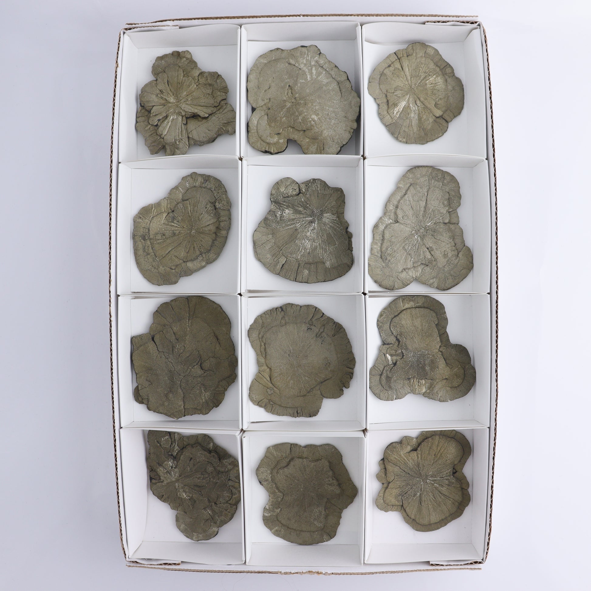 Pyrite Suns Flat of 12 - Expert Wholesale and Supplier of Wholesale Crystals & Bulk Gemstones, ["Pyrite","Suns","United States"]