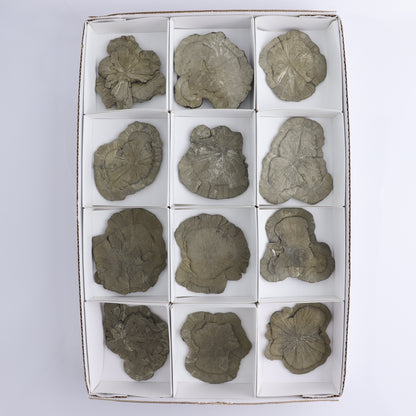 Pyrite Suns Flat of 12 - Expert Wholesale and Supplier of Wholesale Crystals & Bulk Gemstones, ["Pyrite","Suns","United States"]