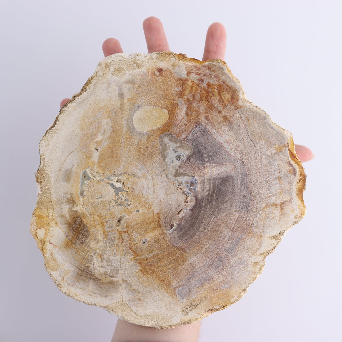 Petrified Wood Slices & Slabs Set of 3 - Expert Wholesale and Supplier of Wholesale Crystals & Bulk Gemstones, ["Freeforms","Indonesia","Petrified Wood","Slices and Slabs"]