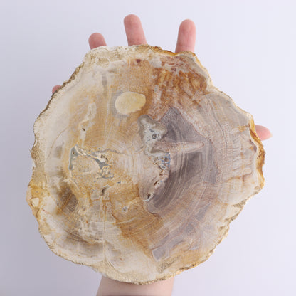 Petrified Wood Slices & Slabs Set of 3 - Expert Wholesale and Supplier of Wholesale Crystals & Bulk Gemstones, ["Freeforms","Indonesia","Petrified Wood","Slices and Slabs"]