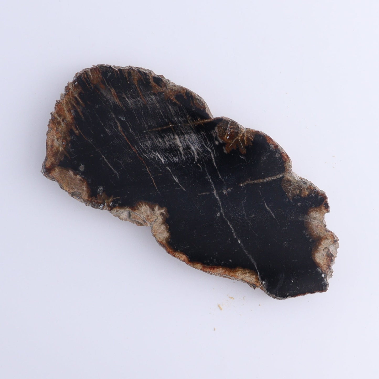Petrified Wood Slices & Slabs Set of 5 - Expert Wholesale and Supplier of Wholesale Crystals & Bulk Gemstones, ["Freeforms","Indonesia","Petrified Wood","Slices and Slabs"]