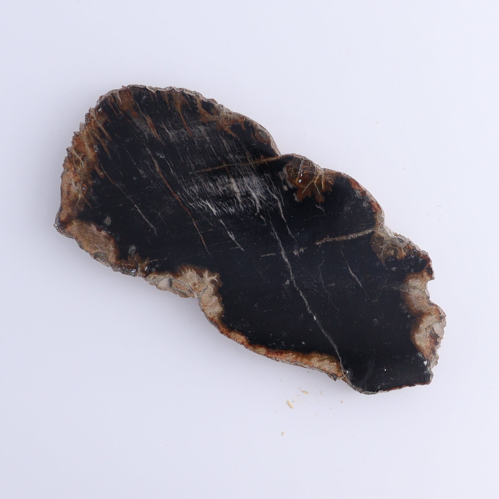 Petrified Wood Slices & Slabs Set of 5 - Expert Wholesale and Supplier of Wholesale Crystals & Bulk Gemstones, ["Freeforms","Indonesia","Petrified Wood","Slices and Slabs"]