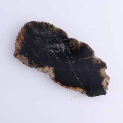 Petrified Wood Slices & Slabs Set of 5 - Expert Wholesale and Supplier of Wholesale Crystals & Bulk Gemstones, ["Freeforms","Indonesia","Petrified Wood","Slices and Slabs"]